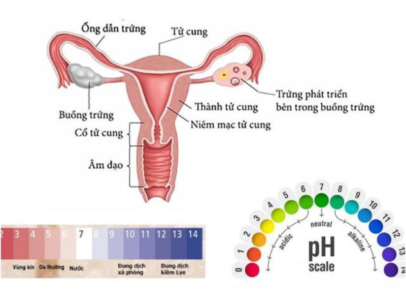 Những vai trò của pH với da bạn đã biết chưa?